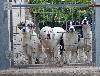 NUOVE CUCCIOLATE !!! Disponibili cuccioli di cane da pastore dell'Asia centrale